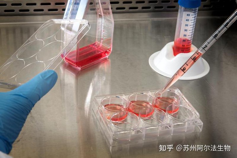 揭秘细胞培养——生物技术的未来