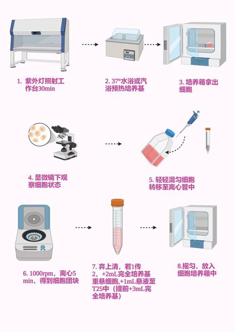 细胞培养